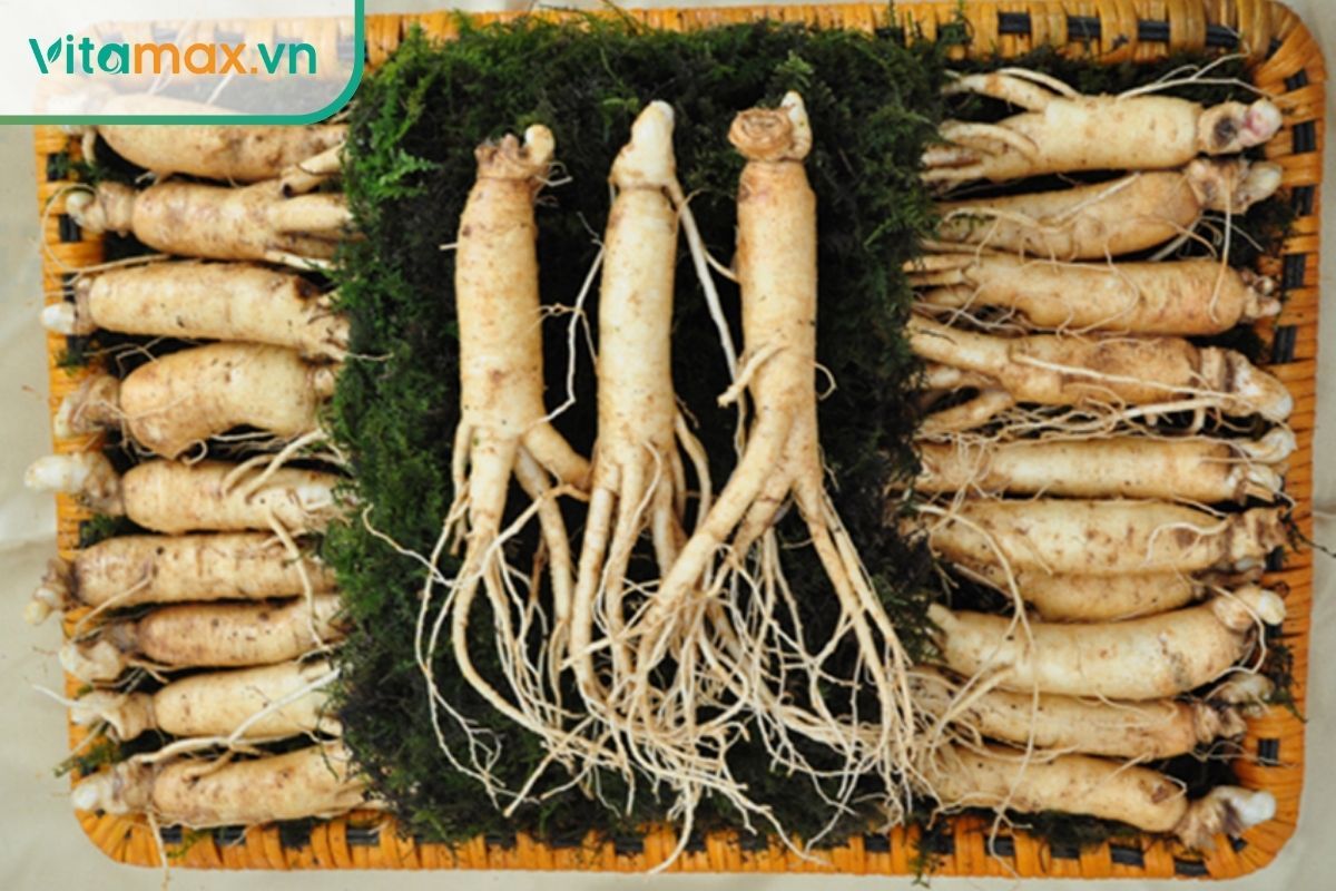 Nhân sâm tươi Hàn Quốc 6 năm tuổi chất lượng cao