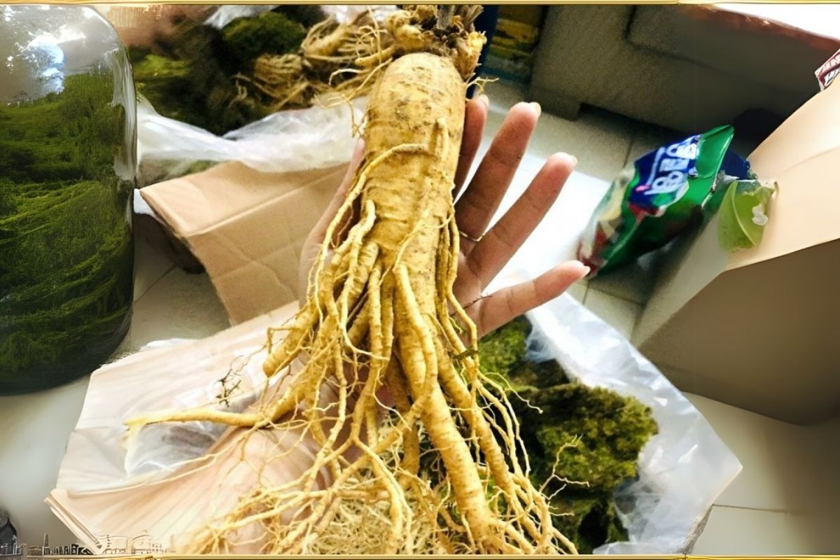 Củ sâm tươi Hàn Quốc 6 năm tuổi còn nguyên rễ, giữ trọn vẹn dưỡng chất tự nhiên và độ tươi mới.