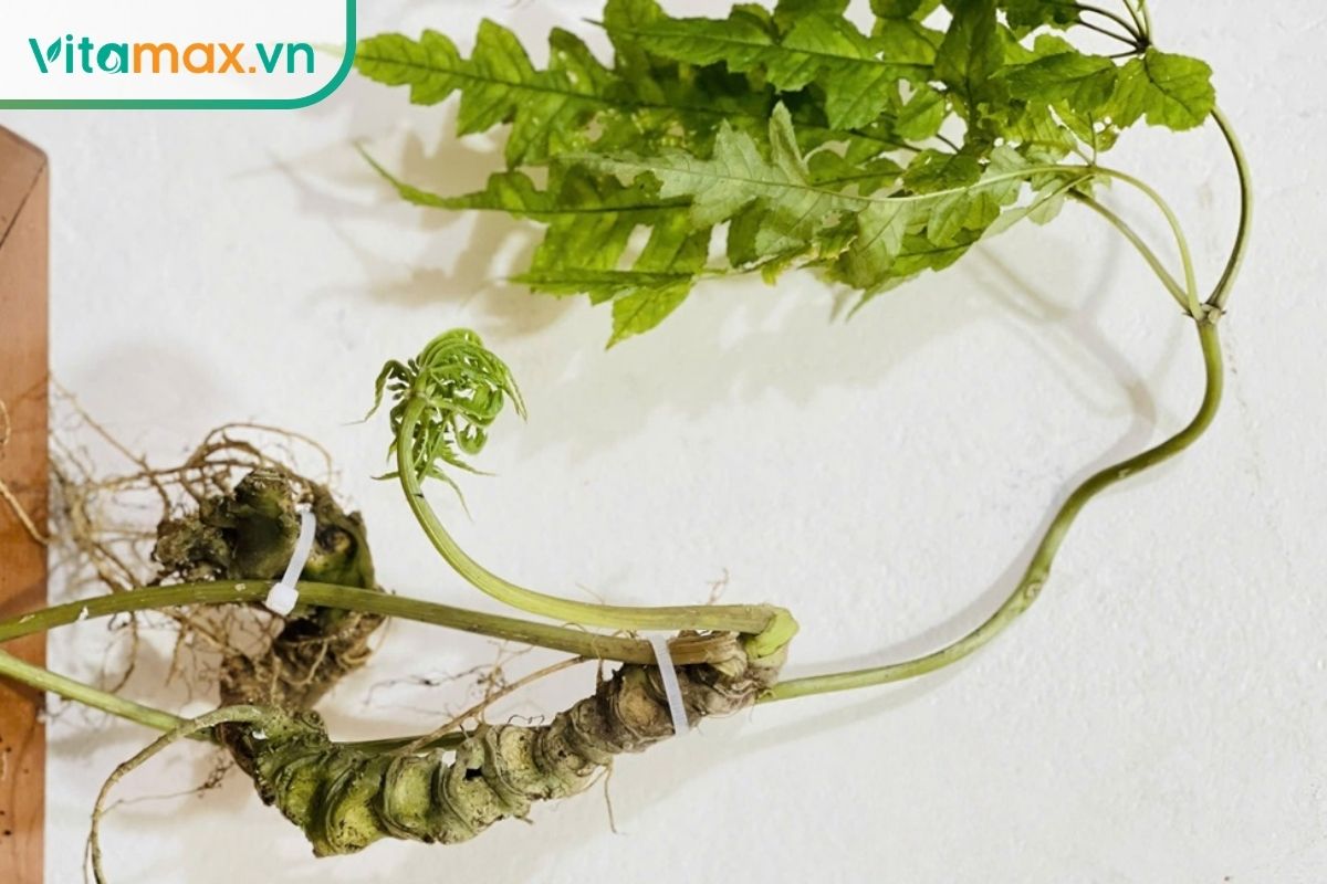 Cây sâm Vũ Diệp với lá chét xẻ sâu và thân rễ dài nhiều đốt