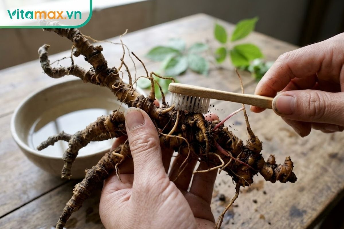 Hai tay người đang cầm một chiếc bàn chải nhỏ chà nhẹ nhàng làm sạch lớp đất bám trên các khe mắt của củ sâm Ngọc Linh.