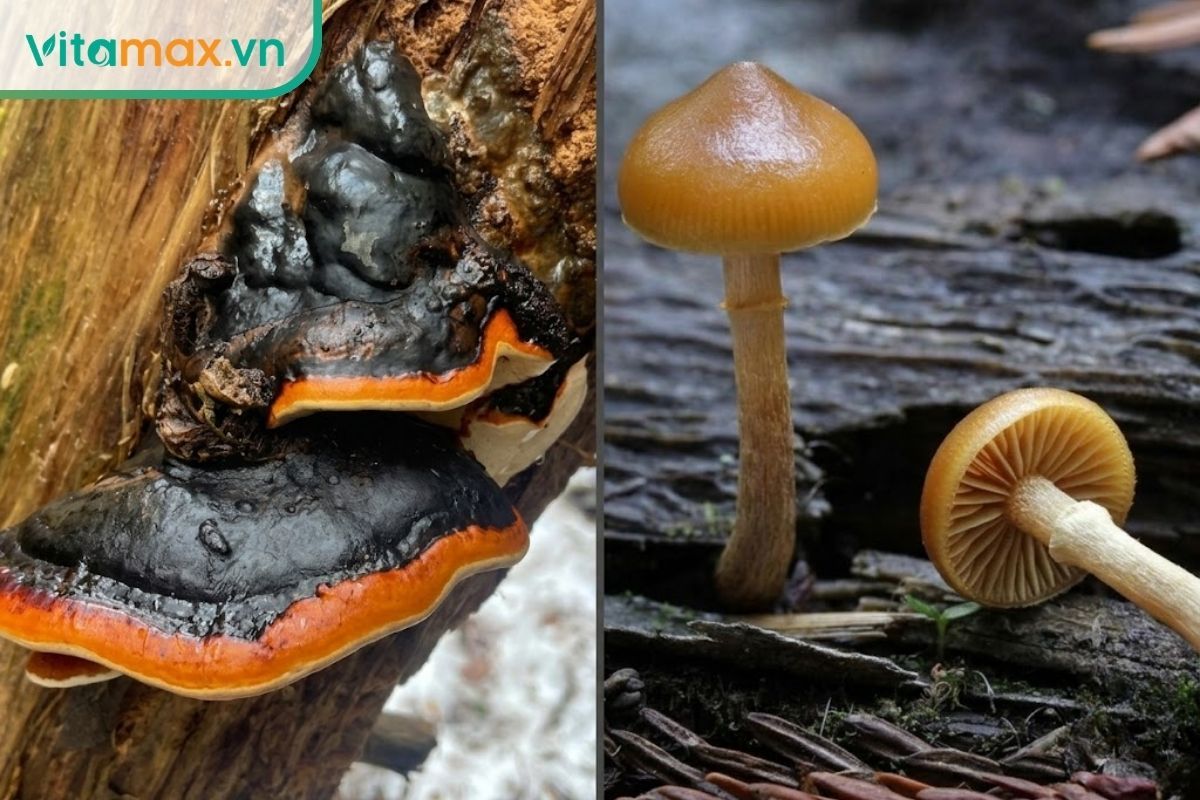 Hai ảnh tư liệu thể hiện nấm bùi nhùi đai đỏ dạng kệ bám trên gỗ và Galerina marginata dạng nấm mũ có cuống.