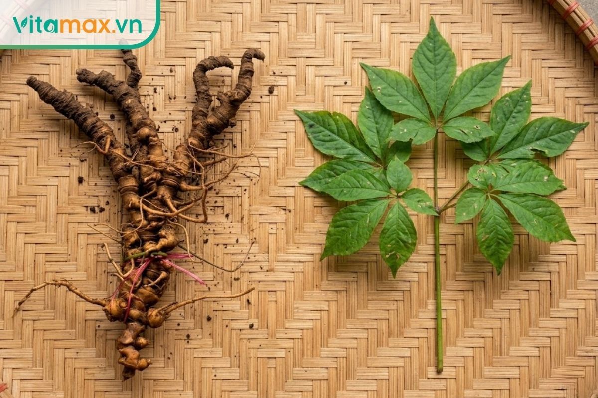 Hình ảnh chụp thực tế đặt cạnh nhau so sánh giữa củ sâm Ngọc Linh nguyên bản có dính đất và cành lá sâm Ngọc Linh tươi xanh.