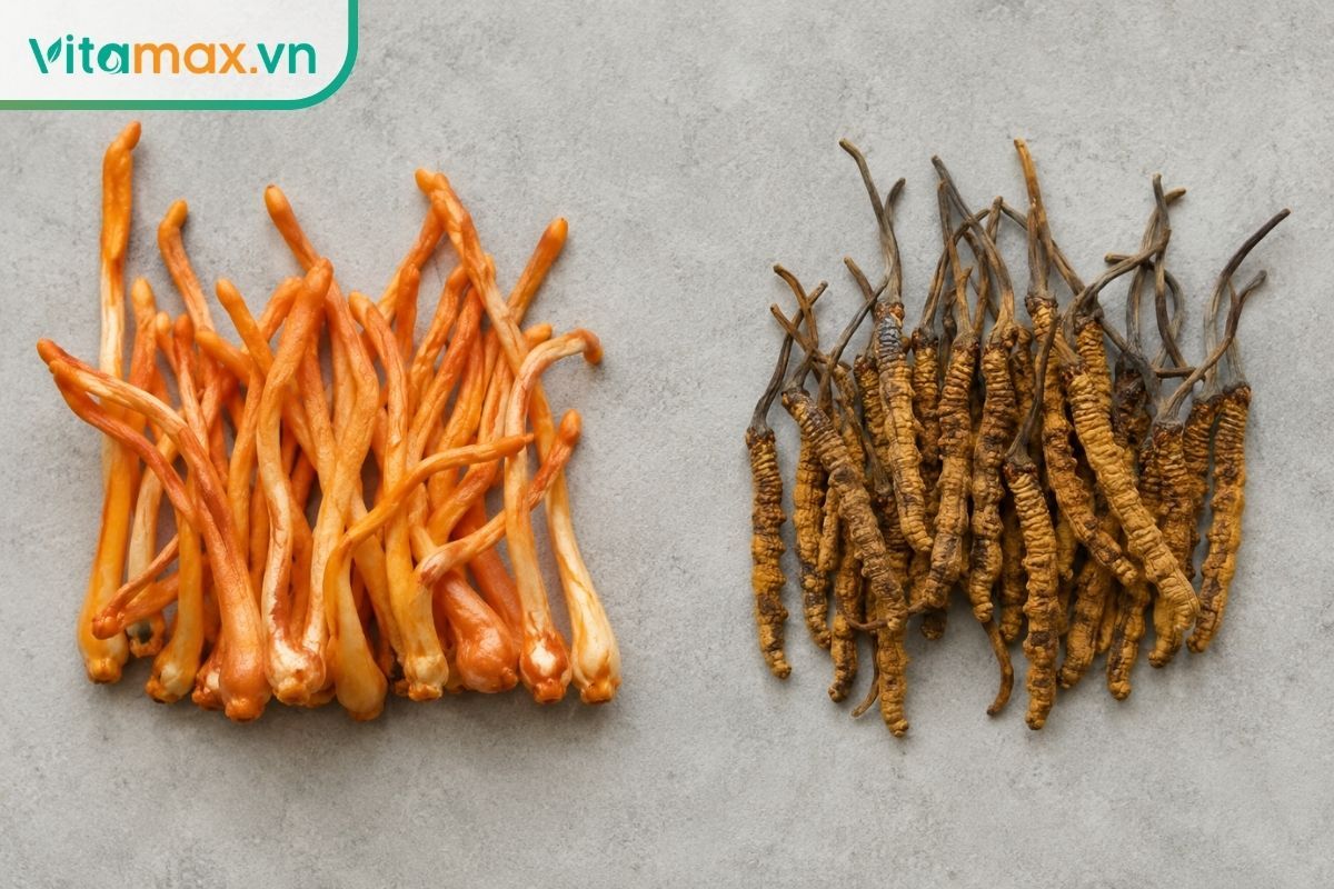 Khung hình chia làm đôi so sánh trực quan: bên trái là nấm đông trùng hạ thảo tươi căng mọng màu cam sáng, bên phải là loại đã sấy khô teo nhỏ lại và có màu vàng sậm hơn.