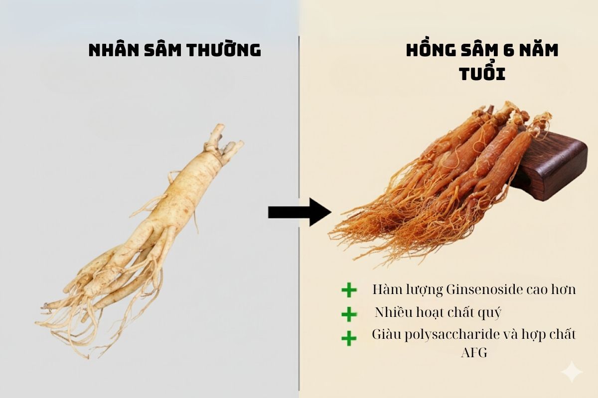 Hình ảnh so sánh trực quan giữa nhân sâm tươi và hồng sâm 6 năm tuổi, cho thấy hồng sâm có màu sẫm và hàm lượng ginsenoside cao hơn.