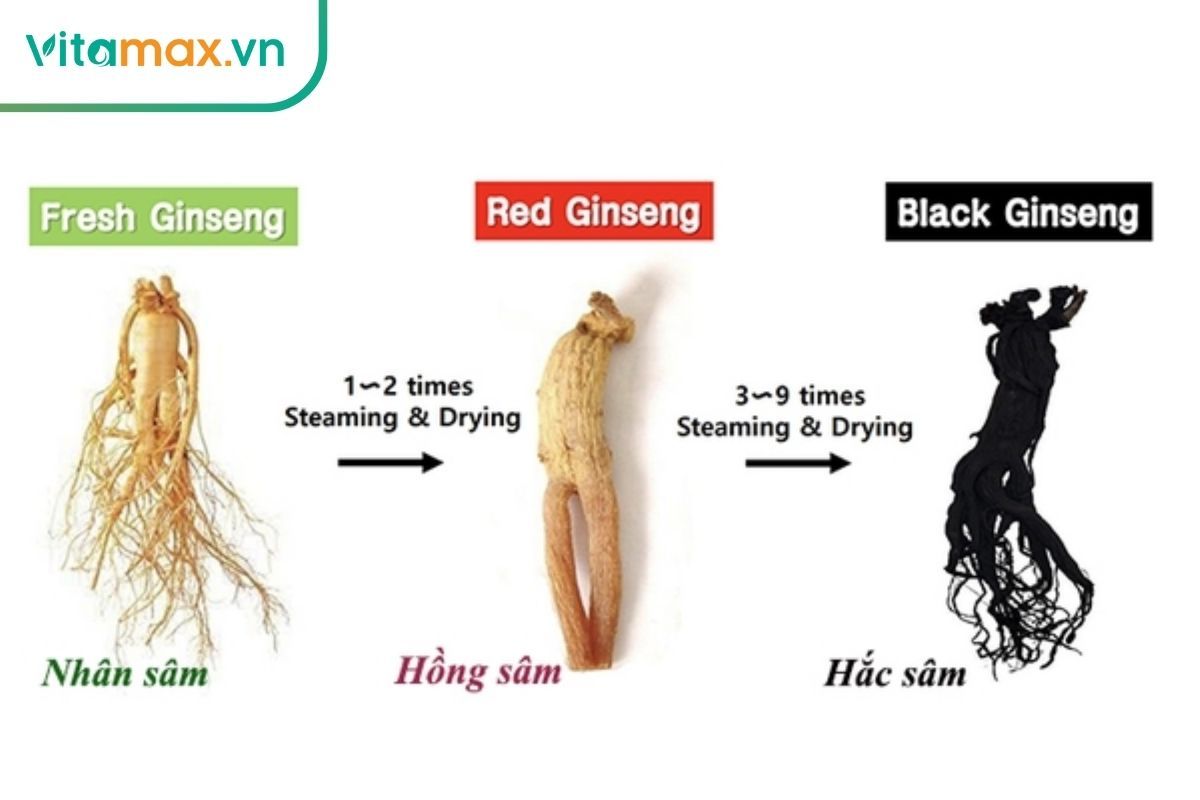 So sánh hồng sâm và hắc sâm Hàn Quốc 6 năm tuổi giàu hoạt chất ginsenoside