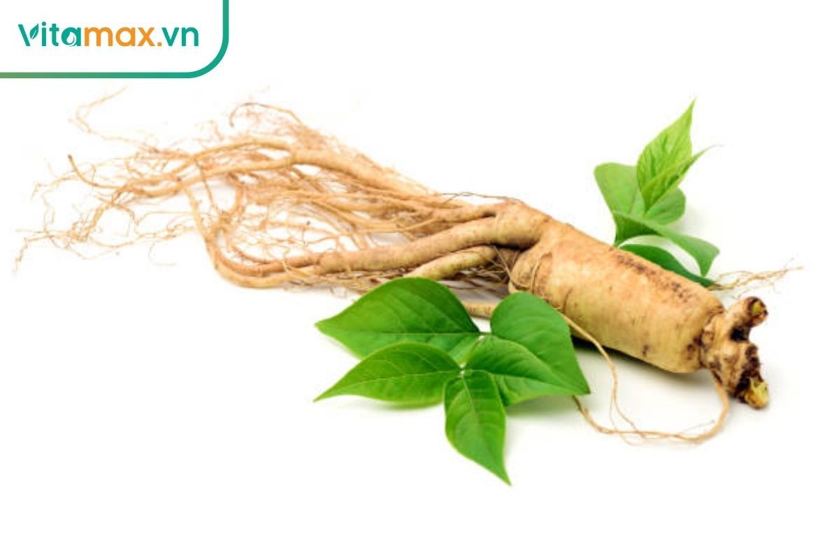so sánh hoạt chất giữa lá sâm và rễ sâm Hàn Quốc