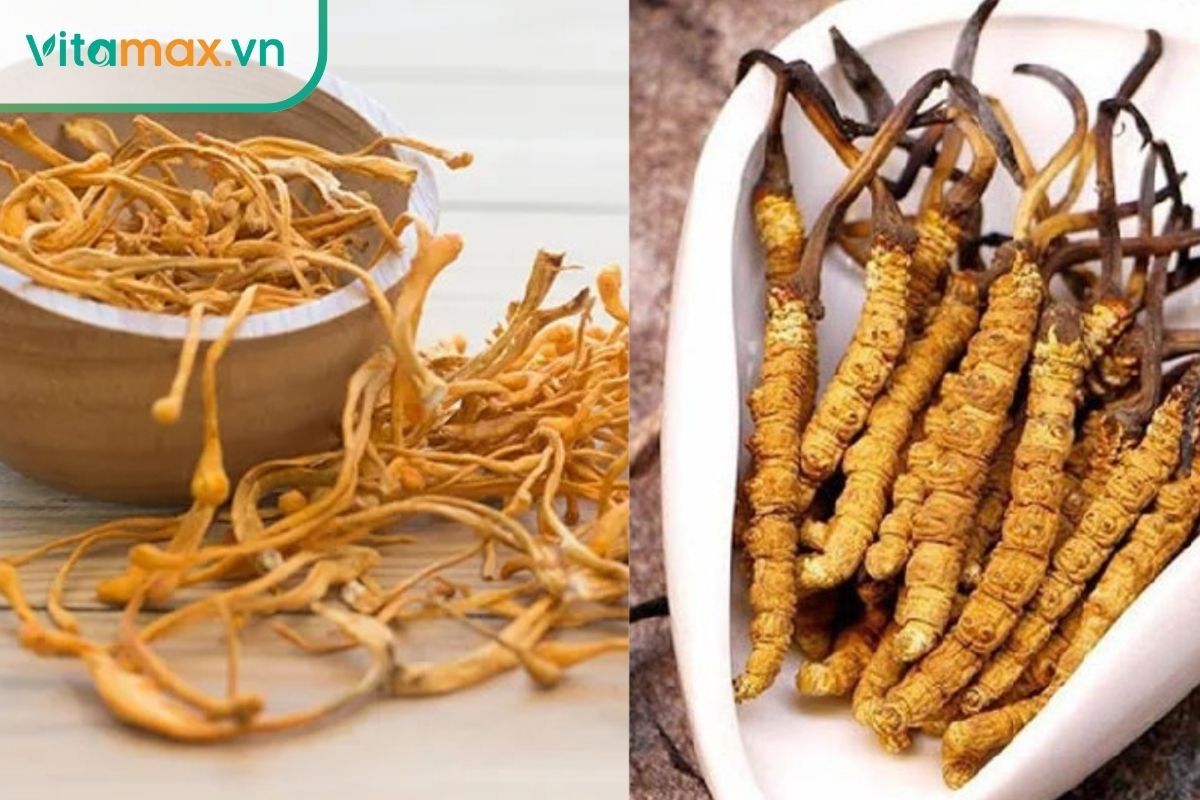 Hình ảnh so sánh sự khác biệt giữa nấm nhộng trùng thảo nuôi cấy màu cam và đông trùng hạ thảo tự nhiên Tây Tạng.