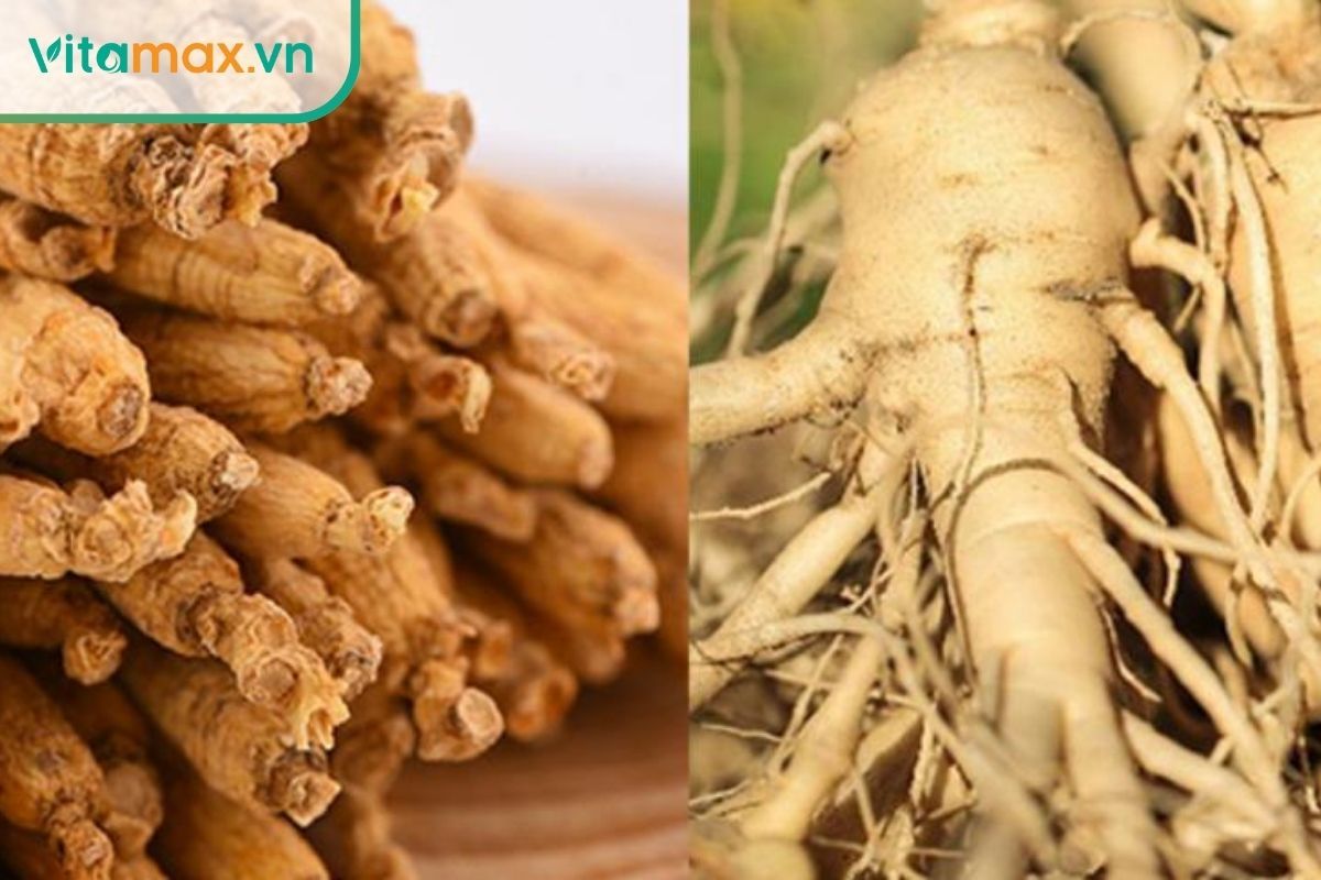 so sánh sâm tươi và hồng sâm đặt cạnh nhau 