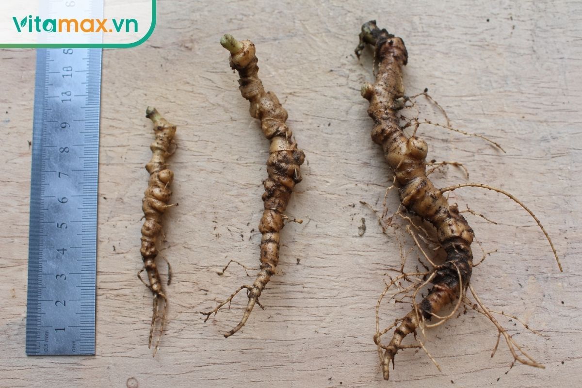 Ba thân rễ sâm Ngọc Linh đặt cạnh nhau để so sánh nhóm non, trưởng thành và già theo chiều dài, độ cong và rễ phụ.