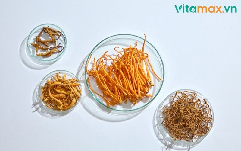 tác dụng của đông trùng hạ thảo với táo đỏ