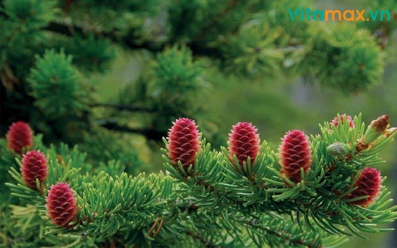 tác dụng của tinh dầu thông đỏ