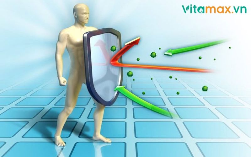 tác dụng của tinh dầu thông đỏ