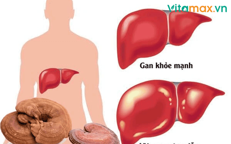 tác hại nấm linh chi