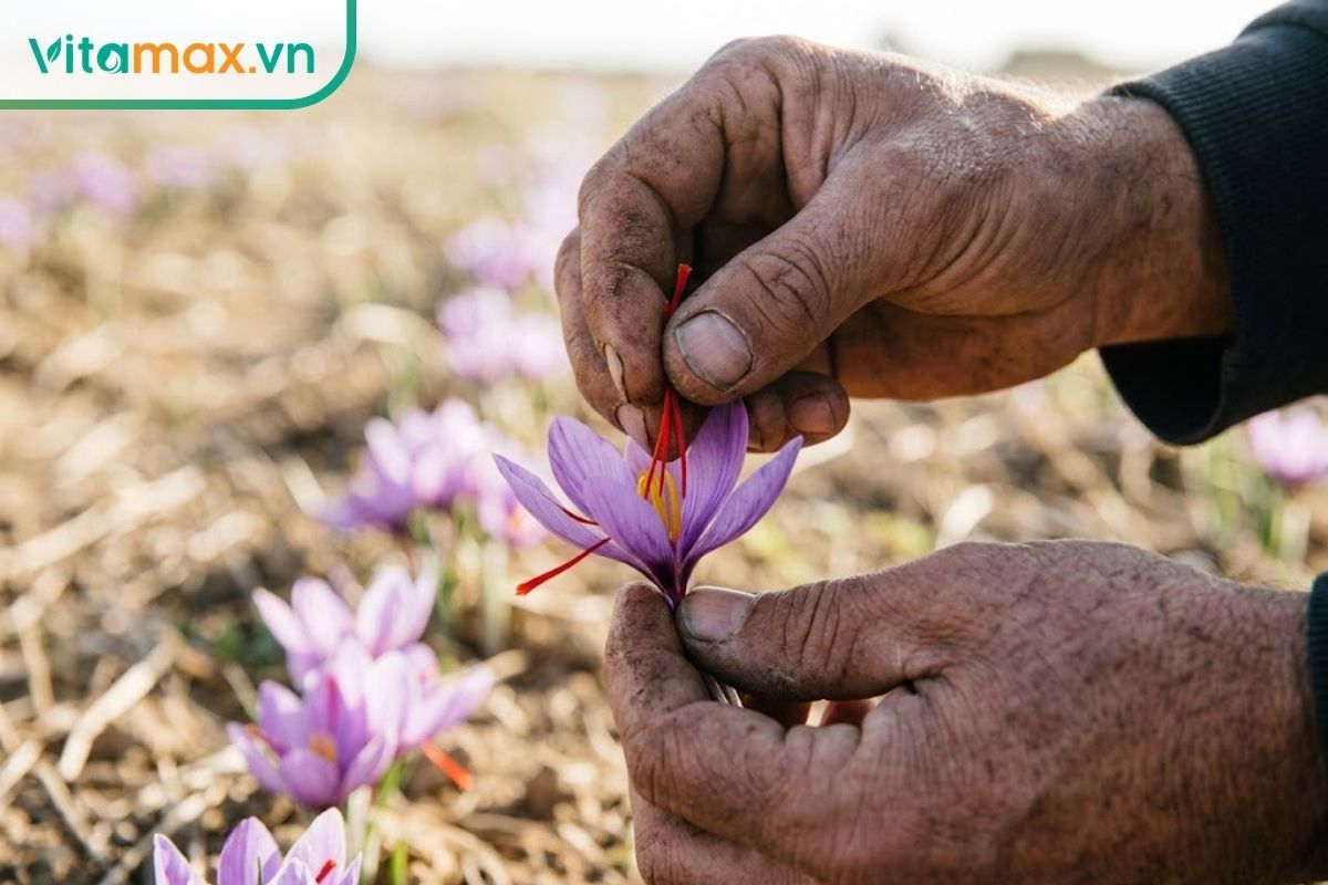 Cận cảnh bàn tay nông dân tỉ mỉ tách 3 sợi nhụy đỏ từ bông hoa nghệ tây, lý do chính khiến saffron đắt đỏ.