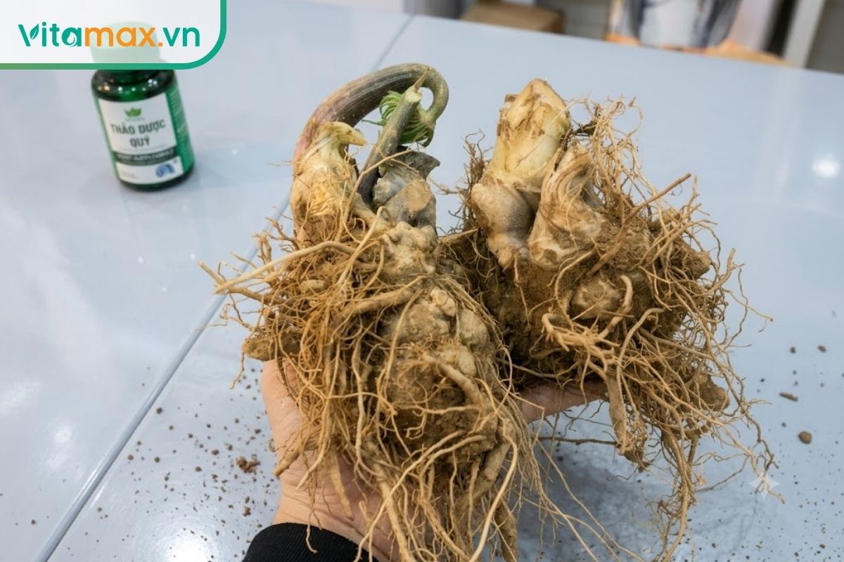 Các củ tam thất hoang tươi có nhiều rễ nhánh và phần cổ củ màu xanh