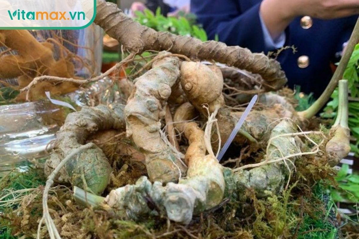 Cận cảnh củ tam thất hoang với các đốt mọc nối tiếp thẳng hàng, ít xù xì, thường bị kẻ gian lợi dụng để giả mạo sâm Ngọc Linh tự nhiên.