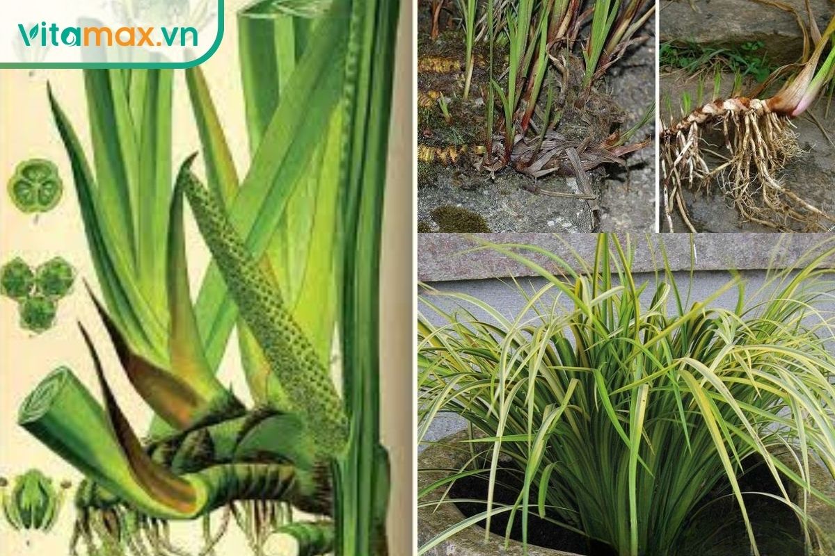 Cây thạch xương bồ với lá dài dạng dải, thân rễ và hệ rễ được minh họa trong nhiều góc để nhận biết dược liệu.