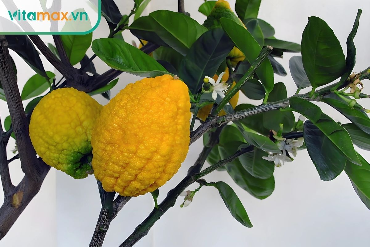 Thanh yên Hàn Quốc giúp trị ho cảm lạnh, tăng sức đề kháng và làm đẹp da một cách tự nhiên.