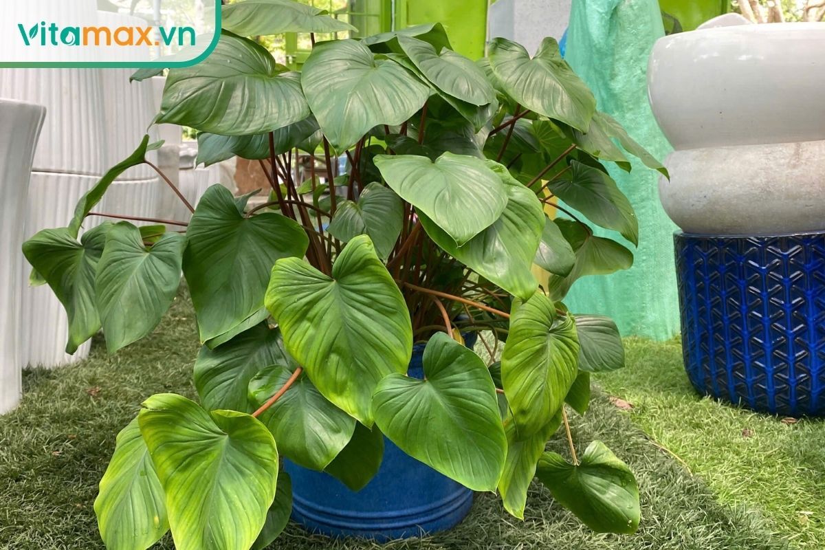 Cây thiên niên kiện với nhiều lá xanh lớn hình tim mọc thành bụi, minh họa hình thái cây dược liệu.