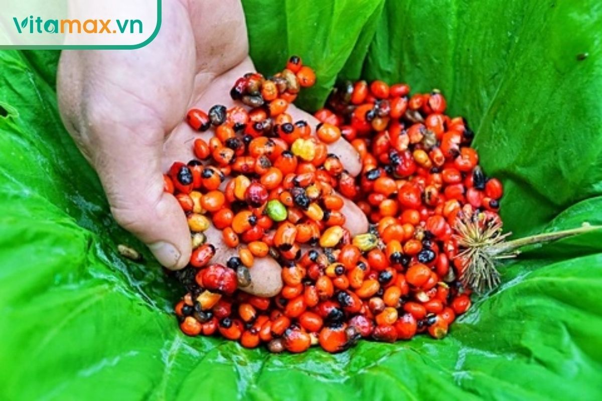 Cận cảnh bàn tay đang cầm một nắm lớn quả sâm Ngọc Linh chín đỏ và cam có nhiều hạt giống lộ ra ngoài trên nền lá xanh đậm.