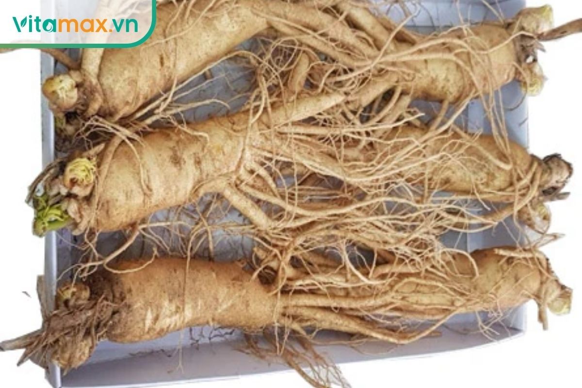 Củ sâm tươi 6 năm tuổi tiêu chuẩn với thân mập, rễ phụ đầy đủ và màu vàng hoàng kim.