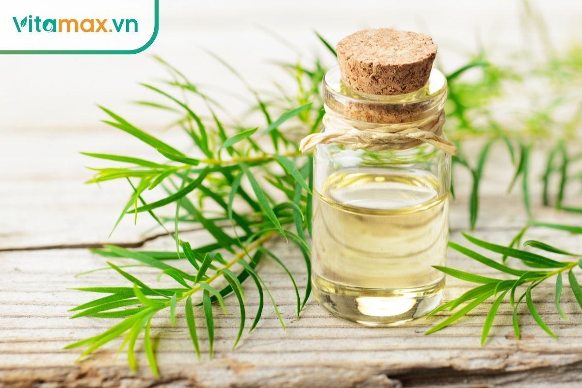 Tinh dầu tràm trà là thảo dược giúp kháng khuẩn và chống oxy hóa hiệu quả.