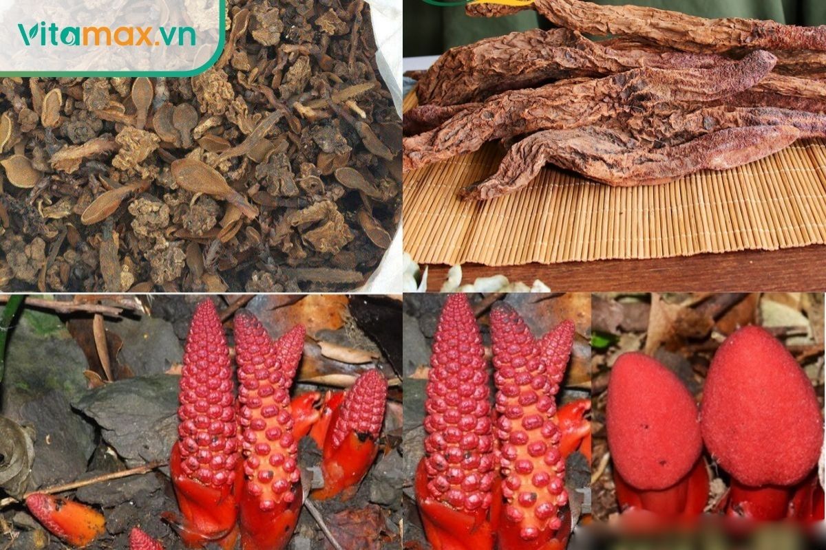 Tỏa dương cây thuốc nam chữa bệnh yếu sinh lý được dân gian tin dùng