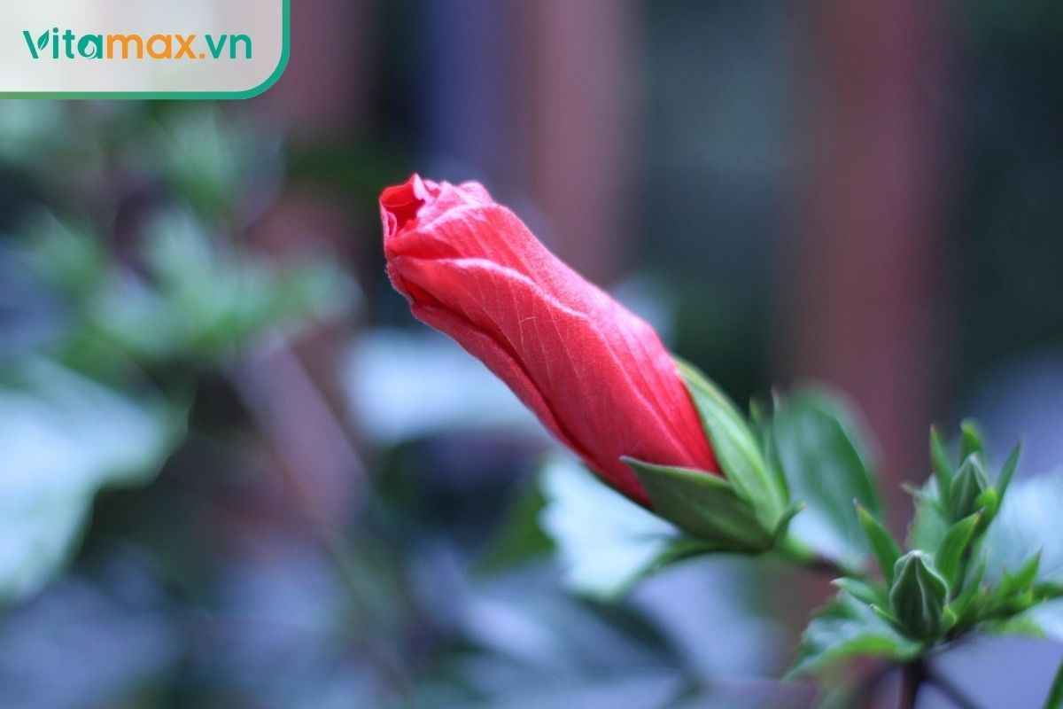 Trà dâm bụt là thức uống giúp chống oxy hóa và bảo vệ cơ thể hiệu quả.