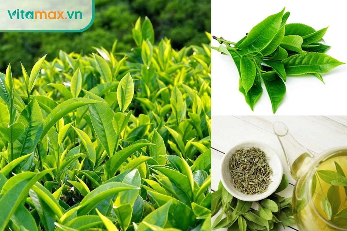 Trà xanh chứa EGCG giúp giảm stress oxy hóa, hỗ trợ năng lượng và sức khỏe da.