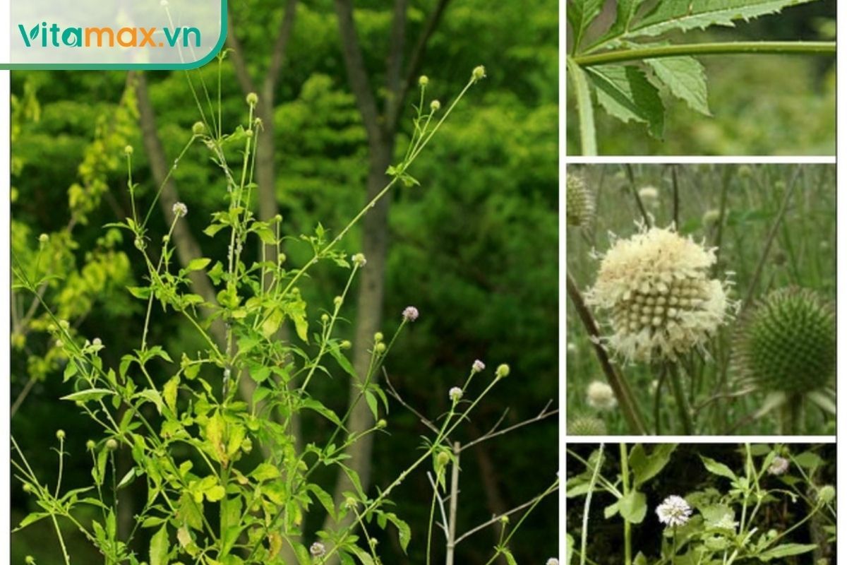 Cây tục đoạn với thân xanh, lá và cụm hoa trong môi trường tự nhiên, minh họa dược liệu được giới thiệu trong bài.