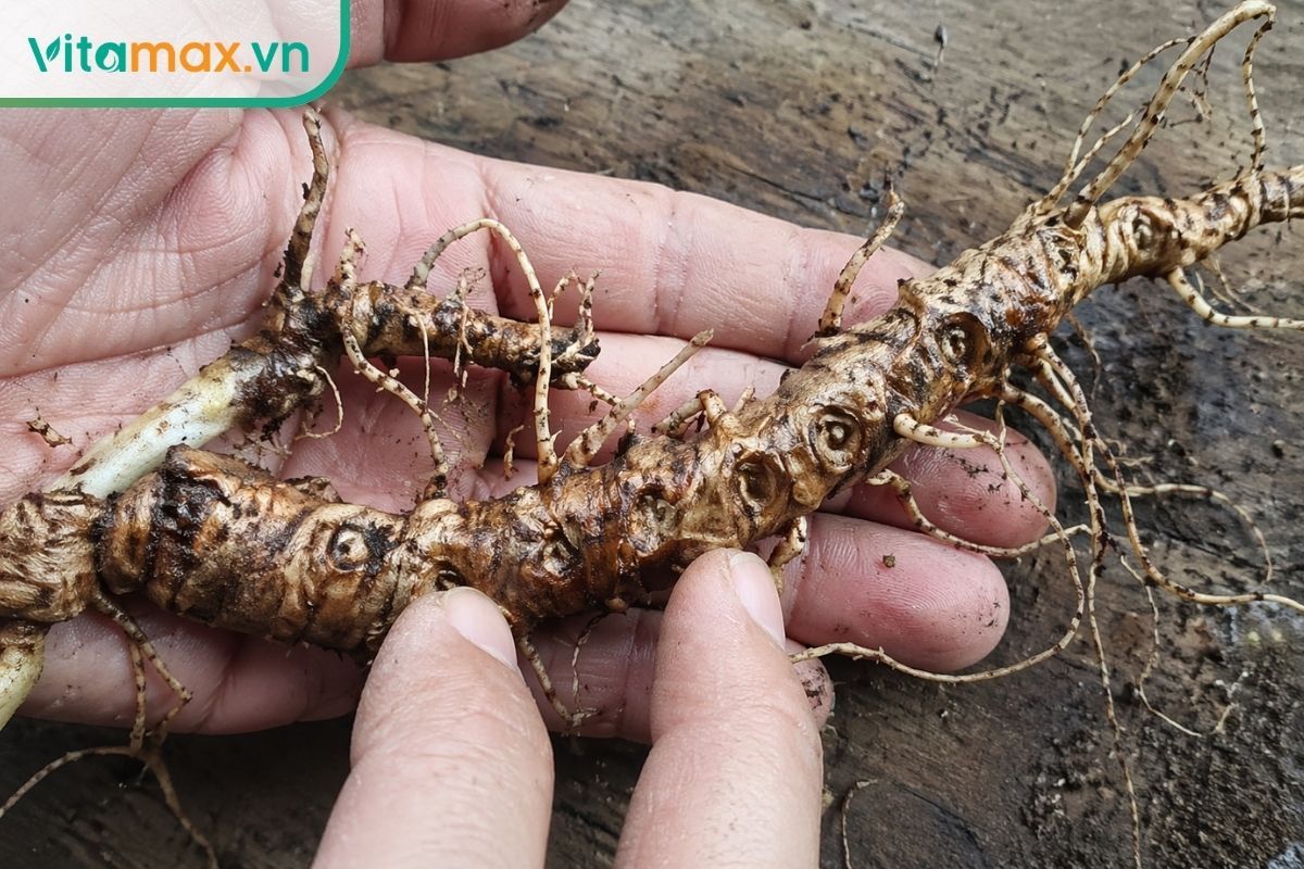 Cận cảnh thân rễ sâm Ngọc Linh thật với các mắt sẹo lõm xếp so le dạng zigzag, dùng để đọc tuổi sâm chính xác hơn.