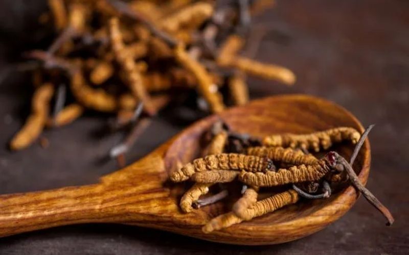 uống đông trùng hạ thảo có nóng không