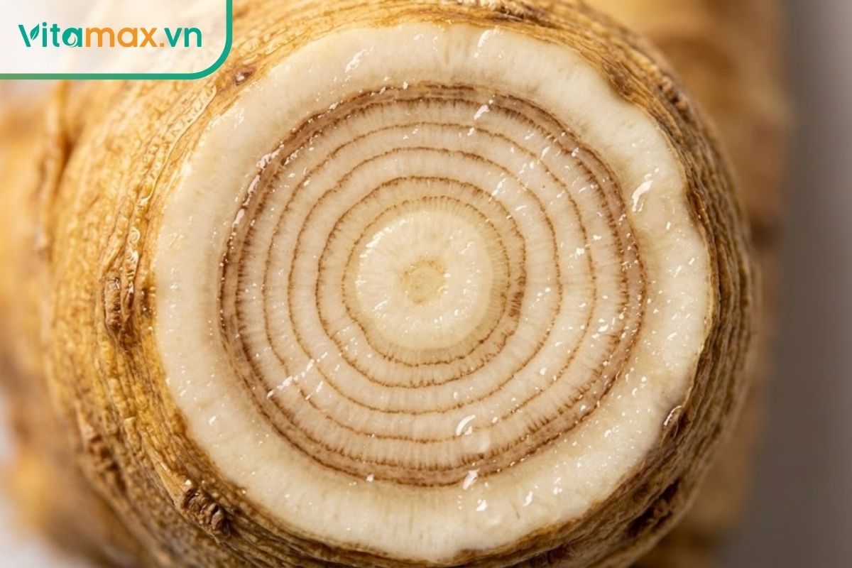 Mặt cắt ngang củ sâm hiện rõ các vòng vân ruột đồng tâm.