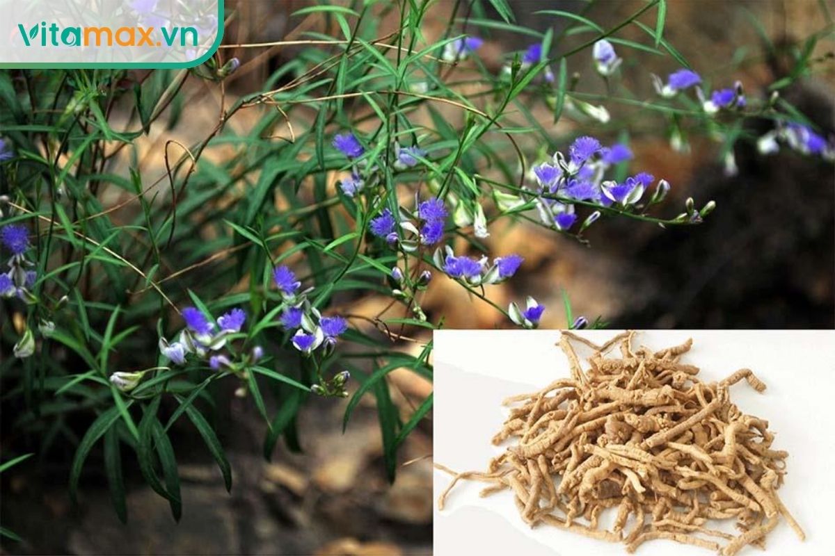 Cây viễn chí có hoa tím nhỏ và lá hẹp, kèm phần rễ khô được sử dụng làm dược liệu trong các bài thuốc truyền thống.
