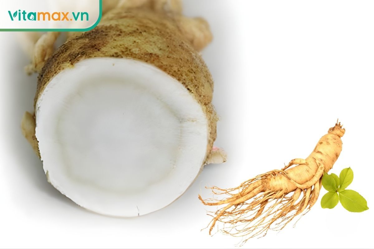 ảnh cắt lát củ sâm Hàn Quốc 6 năm tuổi với 5–6 vòng vân rõ nét và cấu trúc đặc chặt