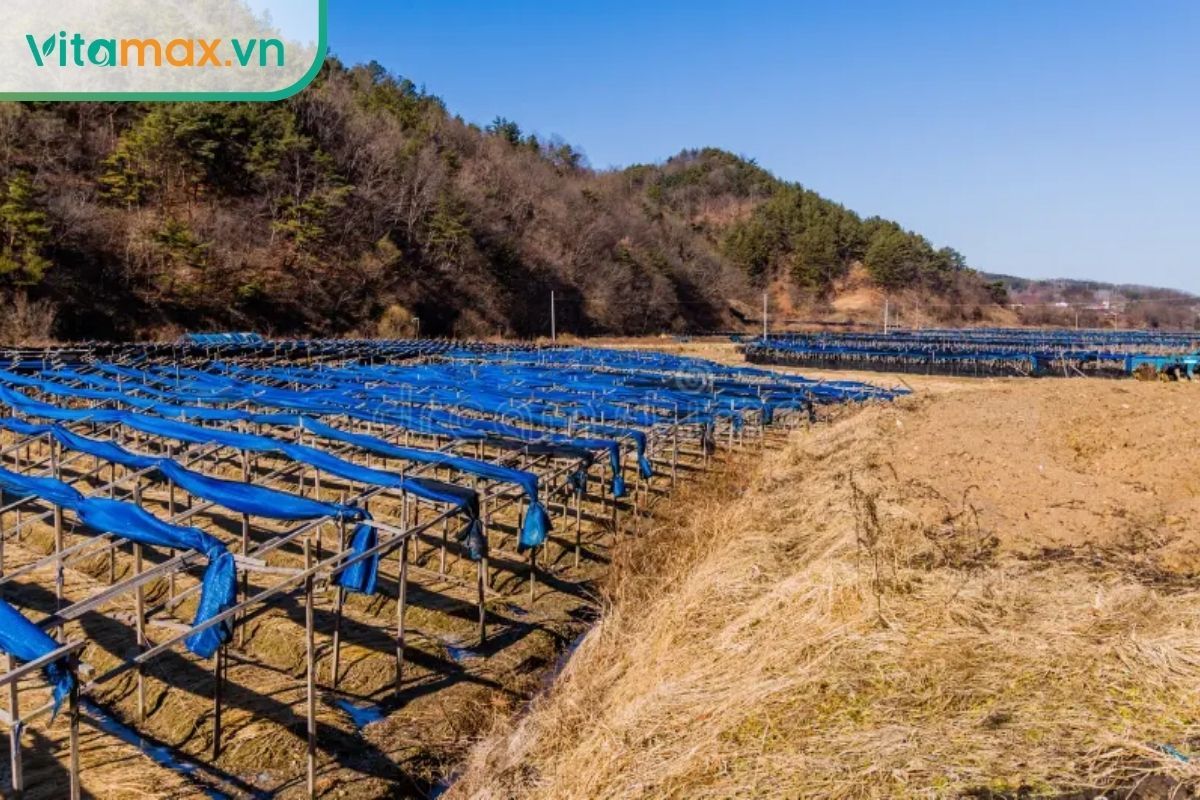 cánh đồng trồng sâm Geumsan Hàn Quốc với mái che đen và địa hình đồi núi