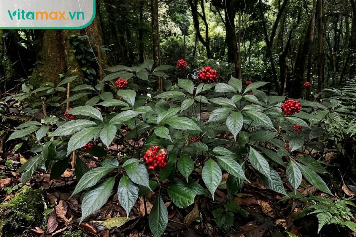 Khu vực trồng sâm Ngọc Linh tự nhiên dưới tán rừng nguyên sinh với lớp lá rụng dày và độ ẩm cao.