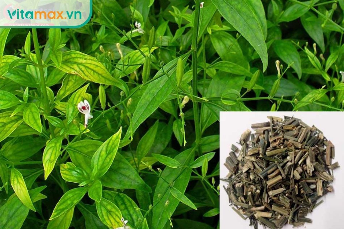 Cây xuyên tâm liên có lá xanh, hoa trắng nhỏ và phần dược liệu khô.