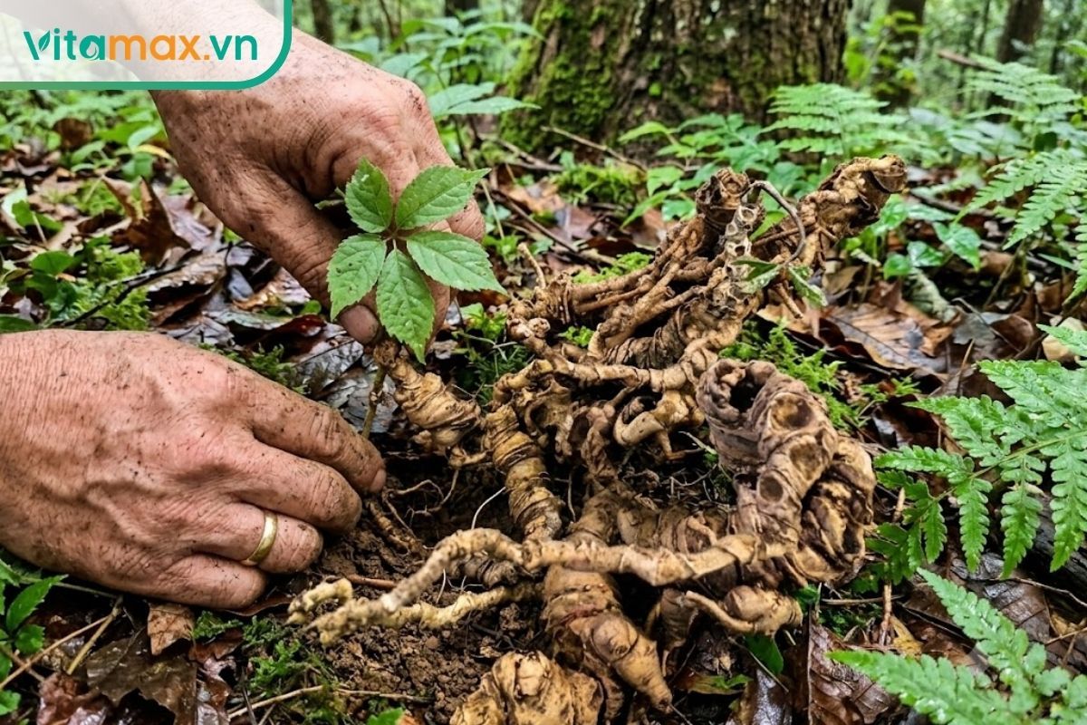 Đôi bàn tay lấm lem đất của người nông dân đang cẩn thận đào một củ sâm tươi từ lớp đất mùn ẩm ướt dưới tán rừng nguyên sinh râm mát.